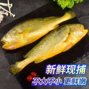 特大黄花鱼新鲜冷冻4条 冰鲜小黄鱼生鲜海鱼鲜活鱼类整箱海鲜批发